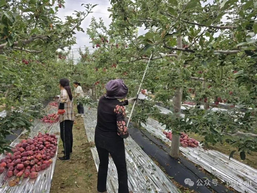 金控天水擔(dān)保“巧施肥” 助力花牛產(chǎn)業(yè)“結(jié)碩果”